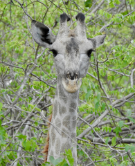Giraffa camelopardalis