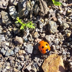 Coccinella algerica