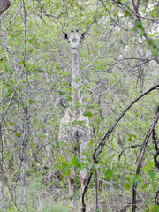 Giraffa camelopardalis