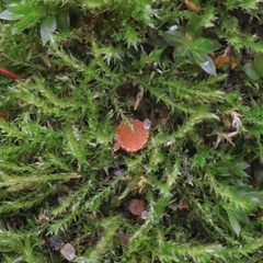 Lamprospora wrightii