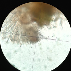 Lamprospora wrightii