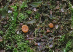 Lamprospora wrightii