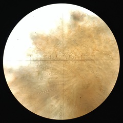 Lamprospora wrightii