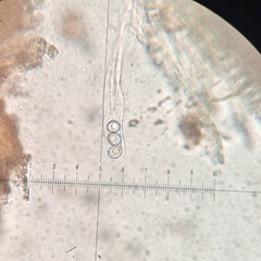 Lamprospora wrightii