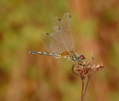 Trithemis pallidinervis