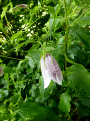 Campanula punctata punctata
