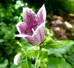 Campanula punctata punctata
