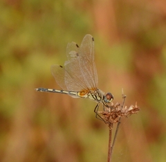 Trithemis pallidinervis
