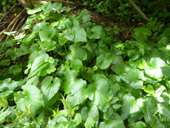 Campanula punctata punctata