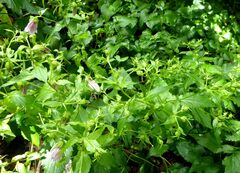 Campanula punctata punctata