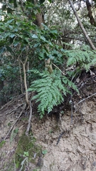 Davallia canariensis