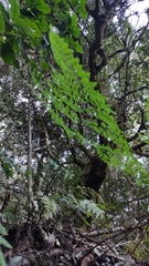 Davallia canariensis