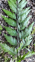 Davallia canariensis