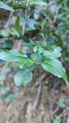 Bystropogon canariensis