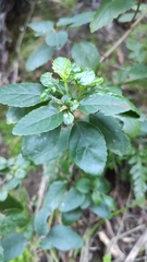 Bystropogon canariensis
