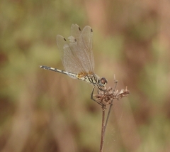 Trithemis pallidinervis