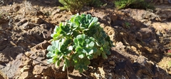 Aeonium castello-paivae