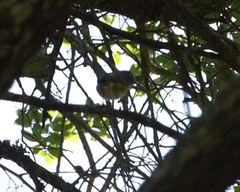 Vireo solitarius