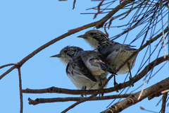 Plectorhyncha lanceolata