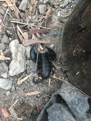 Hormurus waigiensis