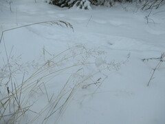 Poa palustris