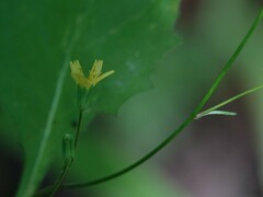 Lapsana communis communis