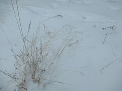 Poa palustris