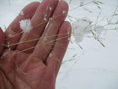 Poa palustris