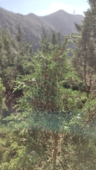 Juniperus canariensis