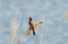 Acrocephalus melanopogon