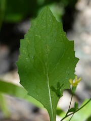 Lapsana communis communis