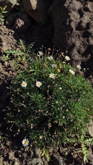 Argyranthemum frutescens foeniculaceum