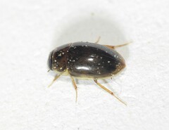 Enochrinae