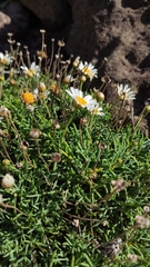 Argyranthemum frutescens foeniculaceum