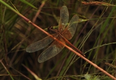 Neurothemis intermedia