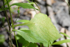 Lapsana communis communis