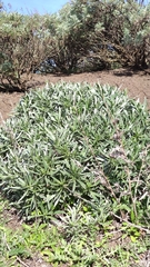 Echium aculeatum