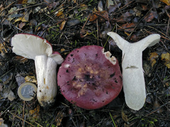 Russula atropurpurea