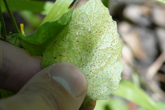 Lapsana communis communis