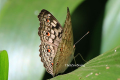 Junonia atlites atlites
