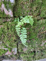 Cystopteris fragilis