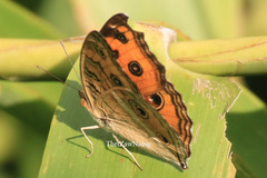 Junonia almana almana