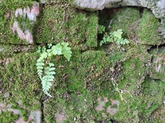 Cystopteris fragilis