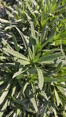 Echium aculeatum