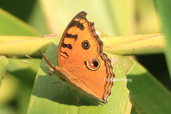 Junonia almana almana
