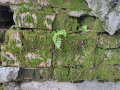 Cystopteris fragilis