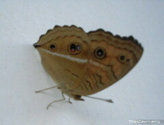 Junonia almana almana