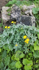 Andryala pinnatifida pinnatifida