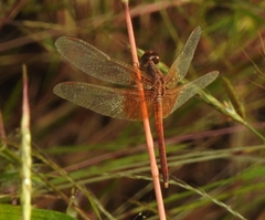 Neurothemis intermedia