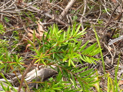 Podocarpus spinulosus